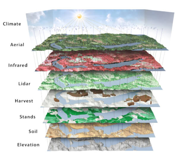 AI-Driven Climate Smart Forestry - Collective Crunch