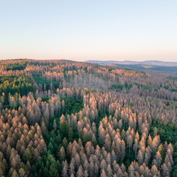 bark-beetle-damage-in-forest