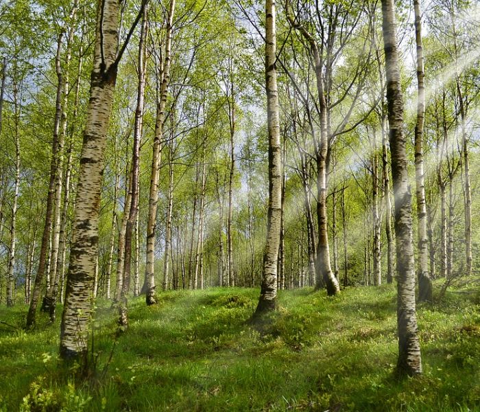 harnessing-the-power-of-forestry-projects-for-carbon-trading