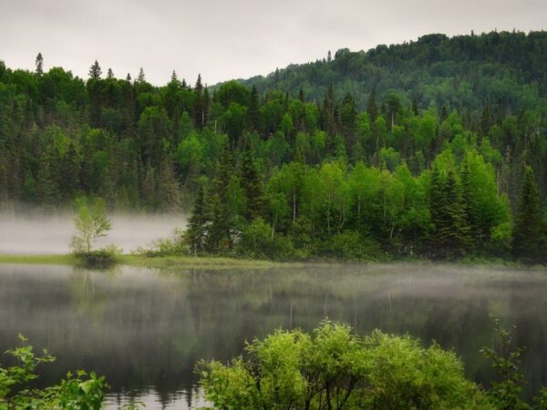 forest-biodiversity