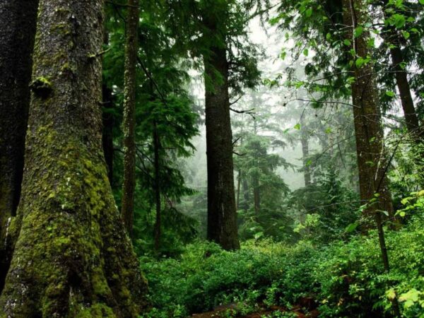 Forest biodiversity and carbon