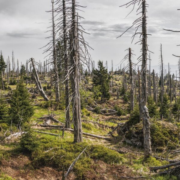 bark-beetle-damages