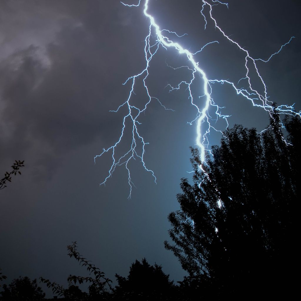 Bark-beetle-and-storm-damages