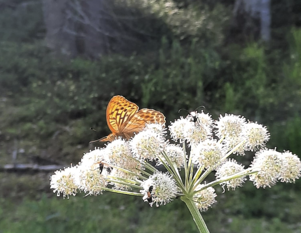 Biodiversity butterfly