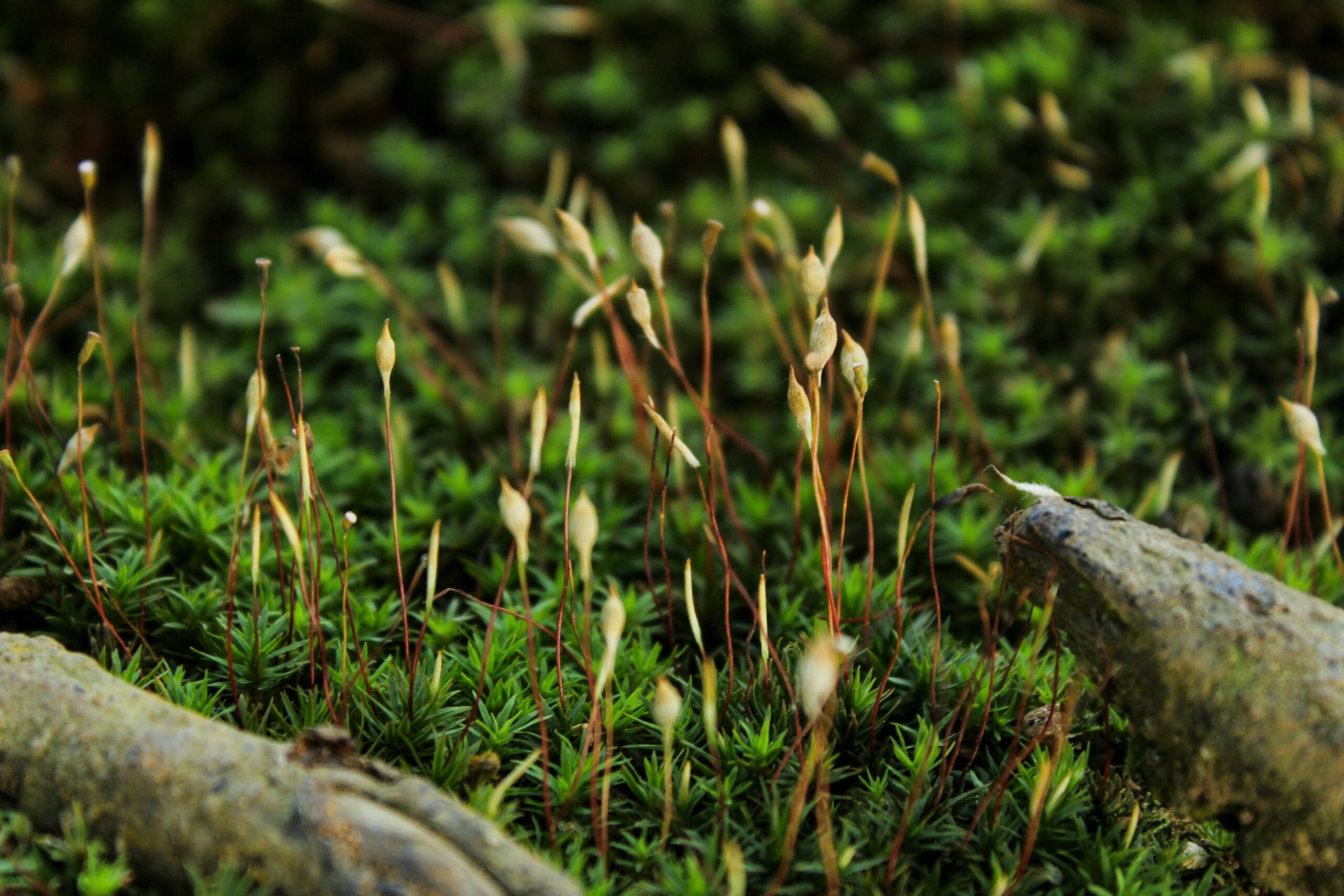 Forest Biodiversity in Nordic, Baltic, and Central European Forests: A Path to Resilience