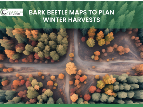 Utilize Our Bark Beetle Maps to Plan Winter Harvests: Minimise Pest Impact for a Healthier Forest Ecosystem